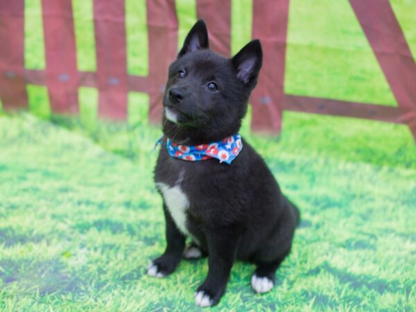 Shibo-DOG-Male-Black-12782-Petland Wichita, Kansas