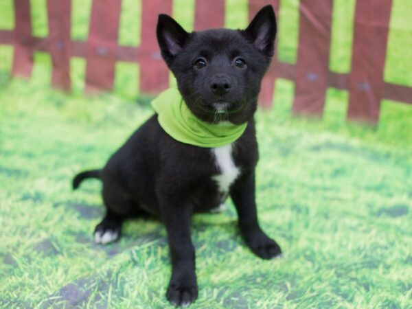 Shibo-DOG-Male-Black-12780-Petland Wichita, Kansas