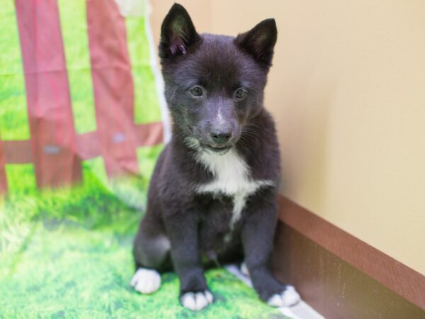 Shibo-DOG-Male-Black-12781-Petland Wichita, Kansas