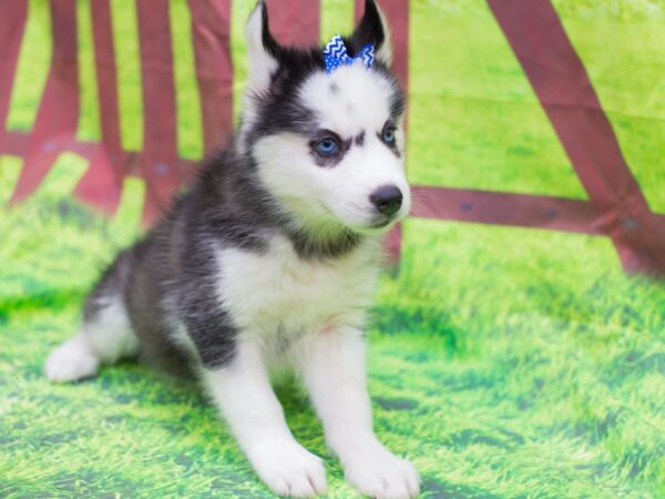 Siberian Husky-DOG-Female-Black and White-12779-Petland Wichita, Kansas