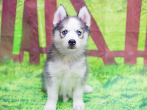 Siberian Husky-DOG-Female-Gray and White-12778-Petland Wichita, Kansas