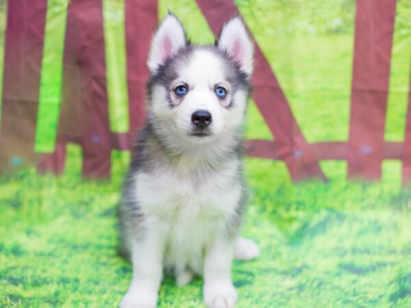 Siberian Husky DOG Female Gray and White 12778 Petland Wichita, Kansas