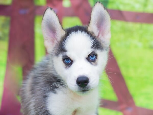 Siberian Husky-DOG-Male-Black and White-12777-Petland Wichita, Kansas