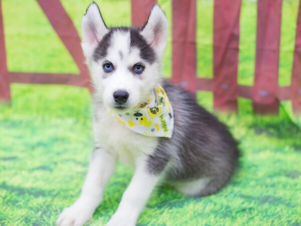 Siberian Husky-DOG-Male-Black and White-12776-Petland Wichita, Kansas