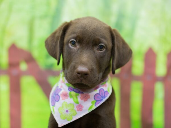 Labrador Retriever DOG Female Chocolate 12775 Petland Wichita, Kansas