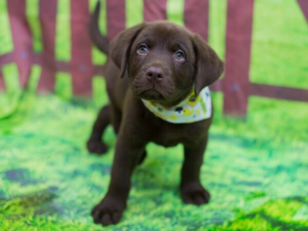 Labrador Retriever DOG Male Chocolate 12774 Petland Wichita, Kansas