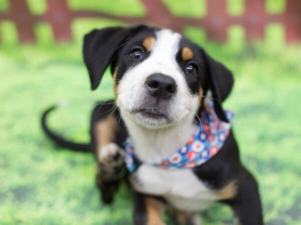 Greater Swiss Mountain Dog-DOG-Male-Black, White and Red-12773-Petland Wichita, Kansas