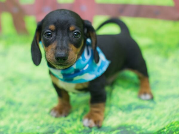 Miniature Dachshund DOG Male Black and Tan 12822 Petland Wichita, Kansas