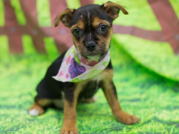 Boston Yorkie-DOG-Female-Black and Tan-12821-Petland Wichita, Kansas