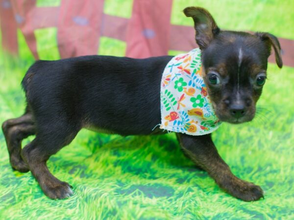 Boston Yorkie-DOG-Female-Black and Brindle-12820-Petland Wichita, Kansas