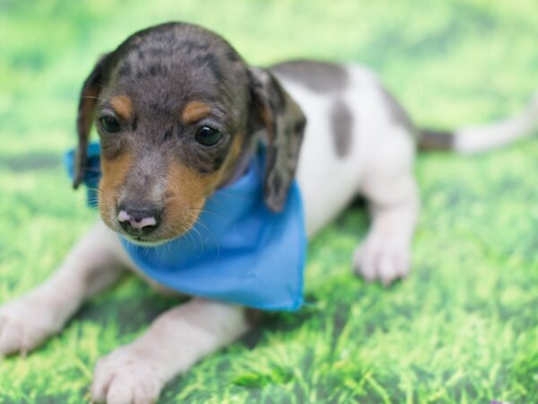 Miniature Dachshund-DOG-Male-Silver Dapple-12819-Petland Wichita, Kansas