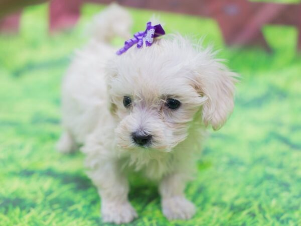 Toy MaltiPoo DOG Female White 12818 Petland Wichita, Kansas