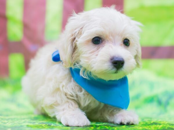 Toy MaltiPoo DOG Male White 12817 Petland Wichita, Kansas