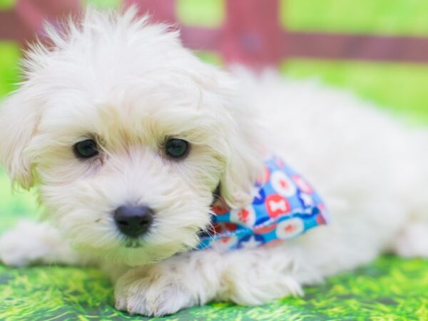 Toy MaltiPoo DOG Male White 12816 Petland Wichita, Kansas