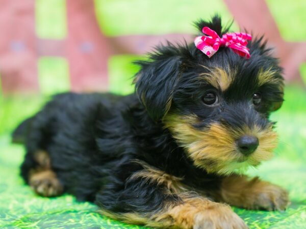 Morkie-DOG-Female-Black and Tan-12815-Petland Wichita, Kansas