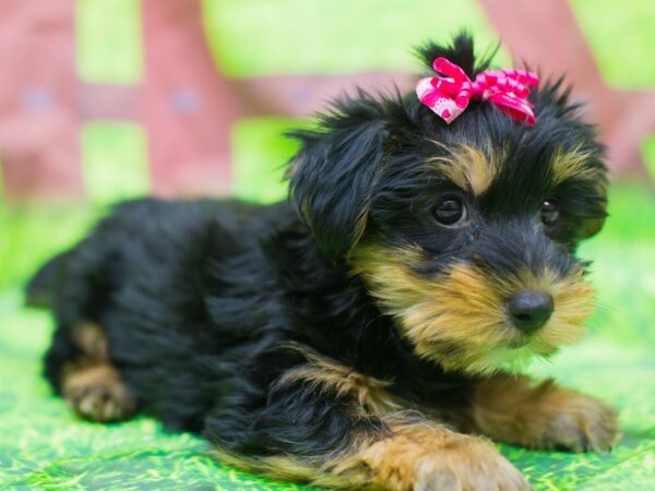 Morkie DOG Female Black and Tan 12815 Petland Wichita, Kansas