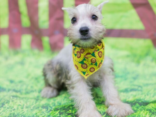 Miniature Schnauzer DOG Female white and silver 12814 Petland Wichita, Kansas