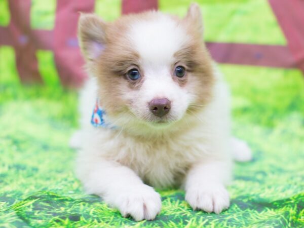 Pomeranian DOG Male Chocolate and White 12813 Petland Wichita, Kansas