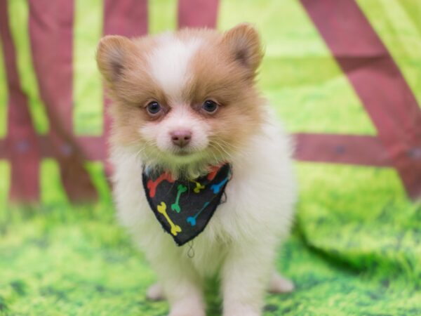 Pomeranian DOG Male Red and White 12812 Petland Wichita, Kansas