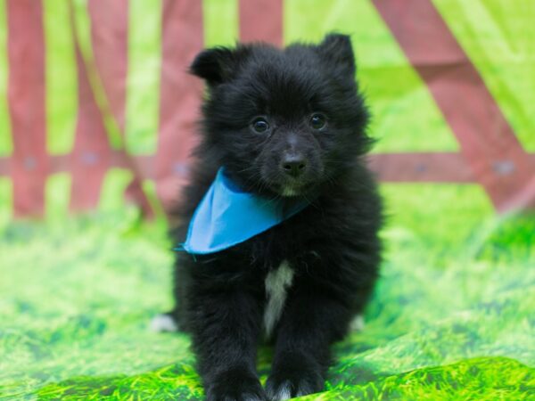 Pomeranian DOG Male Black 12811 Petland Wichita, Kansas