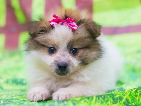 Pomeranian DOG Female Red and White 12810 Petland Wichita, Kansas