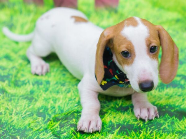 Miniature Dachshund DOG Male Red and White Piebald 12809 Petland Wichita, Kansas