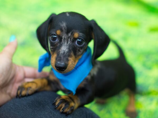 Miniature Dachshund-DOG-Male-Black and Tan Dapple-12807-Petland Wichita, Kansas
