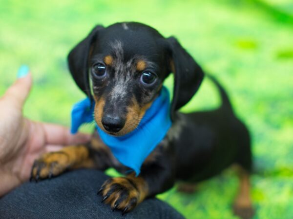 Miniature Dachshund DOG Male Black and Tan Dapple 12807 Petland Wichita, Kansas