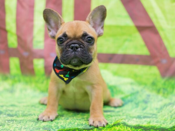 2nd Gen. Frenchton-DOG-Male-Fawn with Black Mask-12808-Petland Wichita, Kansas