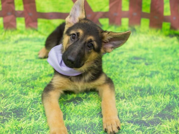 German Shepherd Dog DOG Female Black and Tan 12806 Petland Wichita, Kansas