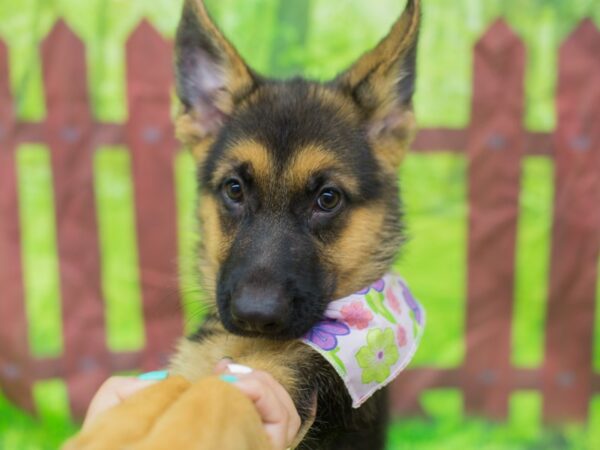 German Shepherd Dog DOG Female Black and Tan 12805 Petland Wichita, Kansas