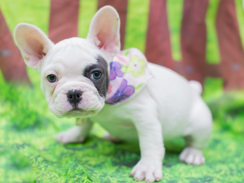 Blue and white french hot sale bulldog