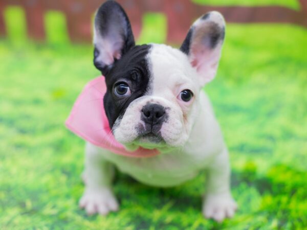 French Bulldog DOG Female White and Black piebald 12803 Petland Wichita, Kansas