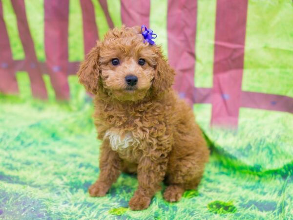 F1 Mini Golden Doodle-DOG-Female-ruby red-12802-Petland Wichita, Kansas