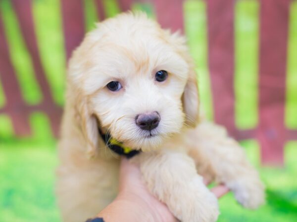 F2 MINI GOLDENDOODLE-DOG-Male-cream-12801-Petland Wichita, Kansas