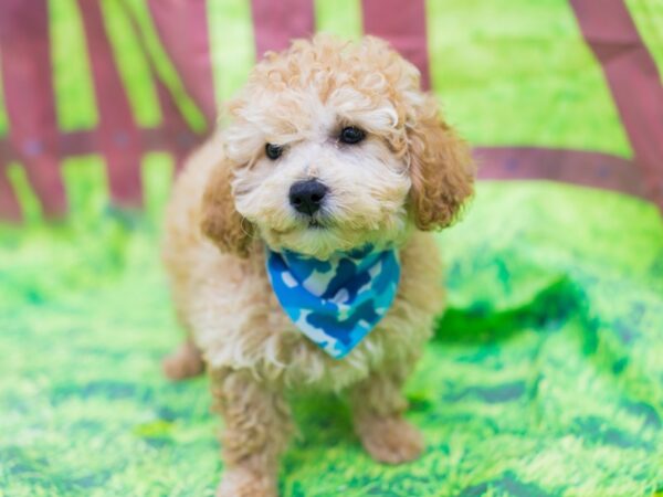 F1 Mini Golden Doodle-DOG-Male-Apricot-12800-Petland Wichita, Kansas