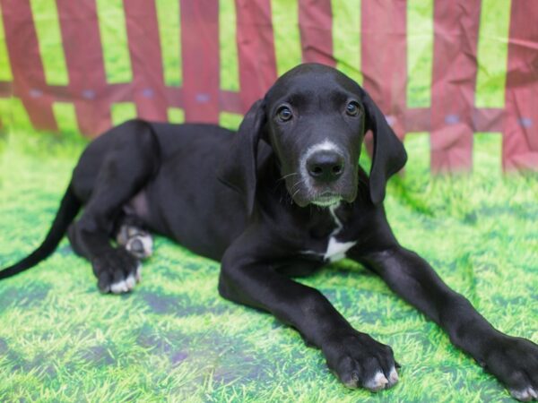 Great Dane DOG Male Black 12799 Petland Wichita, Kansas