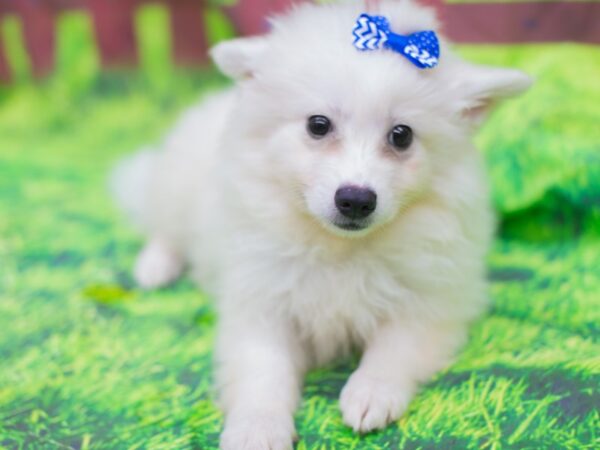 Miniature American Eskimo DOG Female White 12797 Petland Wichita, Kansas