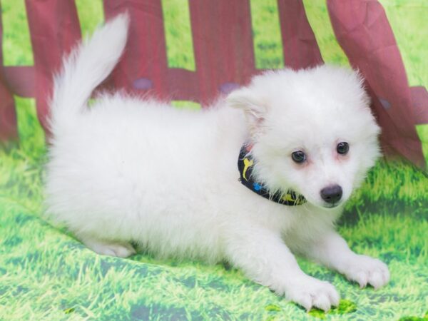 Miniature American Eskimo-DOG-Male-White-12796-Petland Wichita, Kansas