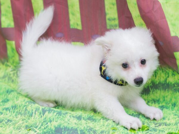 Miniature American Eskimo DOG Male White 12796 Petland Wichita, Kansas