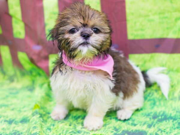 Shih Tzu-DOG-Female-Brindle and White-12795-Petland Wichita, Kansas