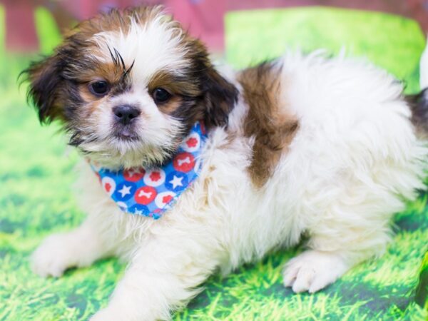 Shih Tzu DOG Male Red and White 12794 Petland Wichita, Kansas