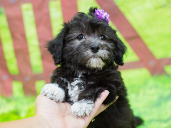 Havapoo DOG Female Black 12830 Petland Wichita, Kansas