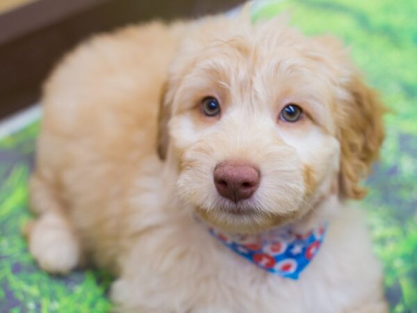 Miniature Goldendoodle DOG Male Golden 12828 Petland Wichita, Kansas