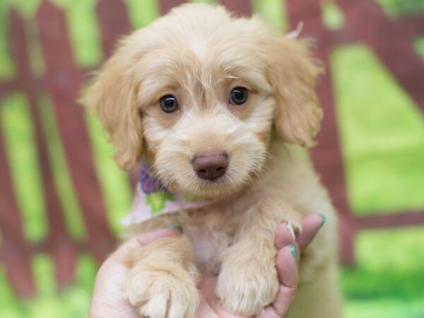 Miniature Goldendoodle DOG Female Golden 12827 Petland Wichita, Kansas