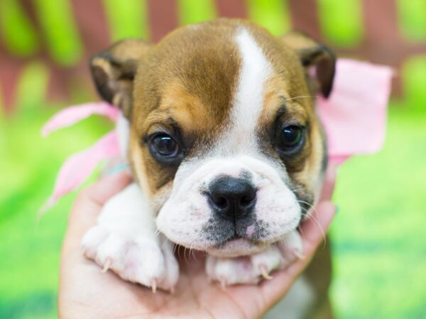 English Bulldog DOG Female Red and White 12826 Petland Wichita, Kansas