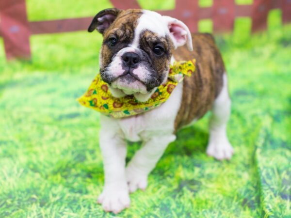 English Bulldog DOG Female Fawn Brindle and White 12825 Petland Wichita, Kansas