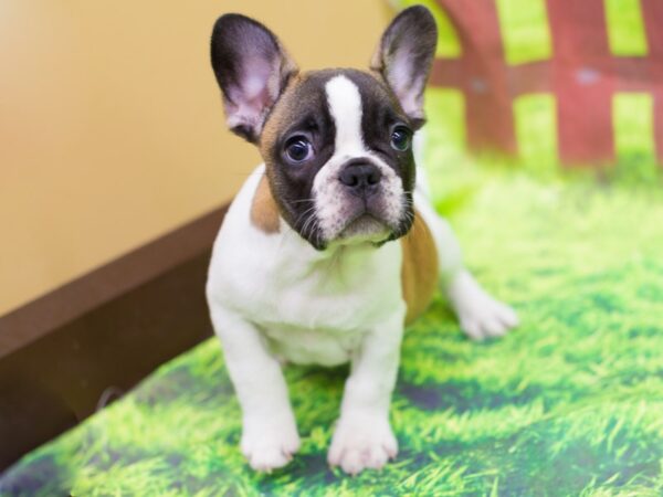 French Bulldog DOG Male Brindle and Whtie Piebald 12824 Petland Wichita, Kansas