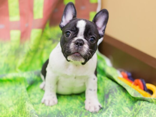 French Bulldog DOG Female Black and Whtie Piebald 12823 Petland Wichita, Kansas