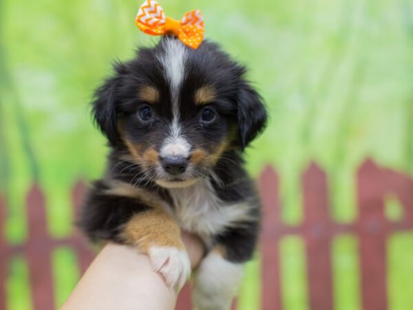 Toy Australian Shepherd DOG Female Tri Color 12874 Petland Wichita, Kansas